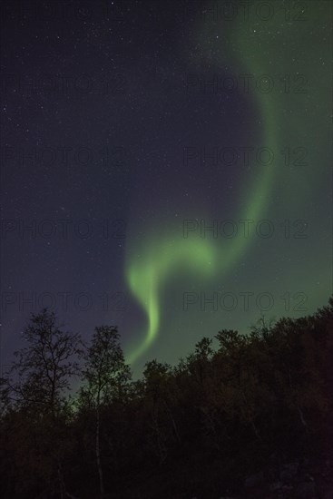 Northern Lights or Aurora Borealis over trees