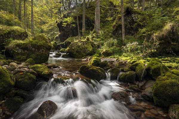 Forest stream in Hartelsgraben