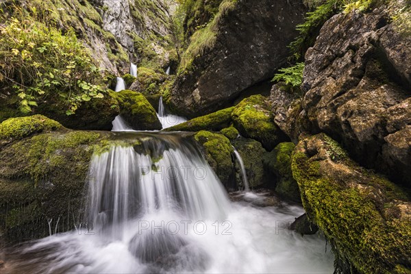 Forest stream in Hartelsgraben