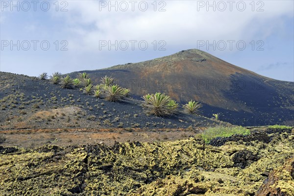 Canary Island date palm (Phoenix canariensis) on Montana Ortiz volcanic mountain