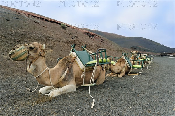 Camel riding