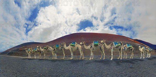 Camel riding