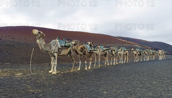 Camel riding