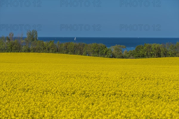 Rape fields