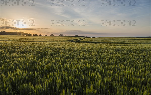 Cornfields in the evening