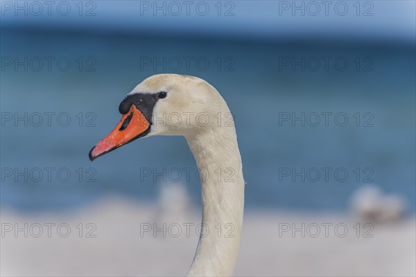 Mute Swan (Cygnus olor) at the beach