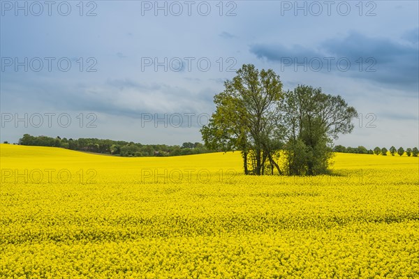 Rape field with tree group