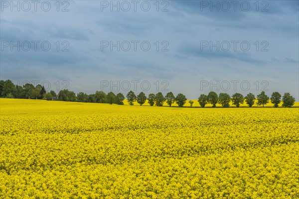 Rape fields with a row of trees