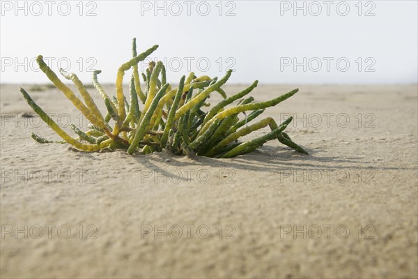 Common glasswort (Salicornia europaea) on the sandy beach