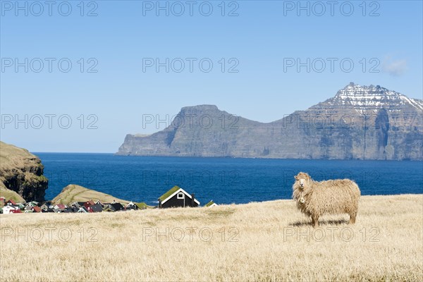 Sheep on pasture by the sea in the village of Gjogv