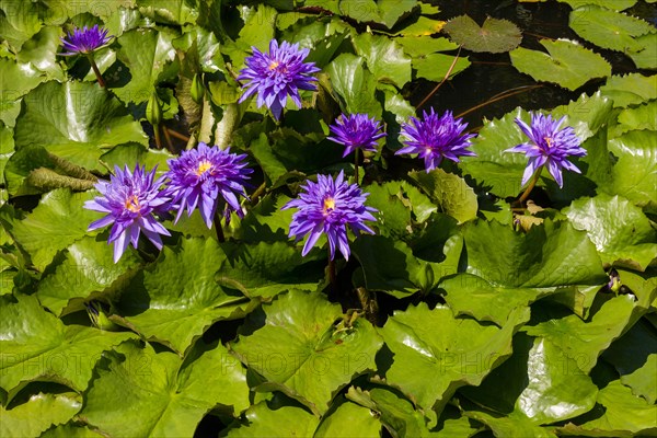 Purple Lotus flowers (Nelumbo sp.)