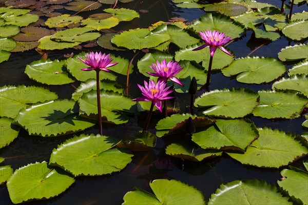 Lotus flowers (Nelumbo sp.)