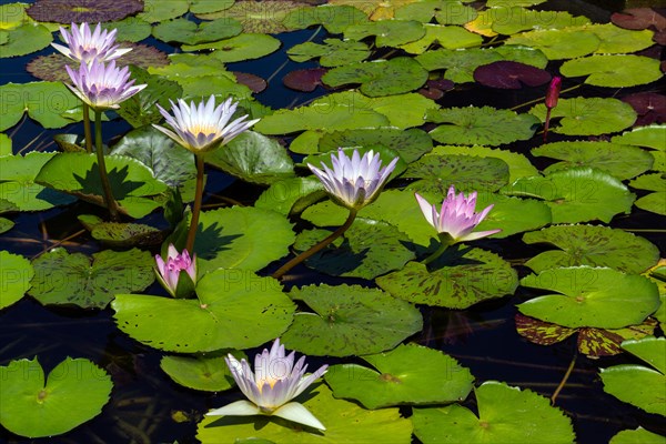 Lotus flowers (Nelumbo sp.)