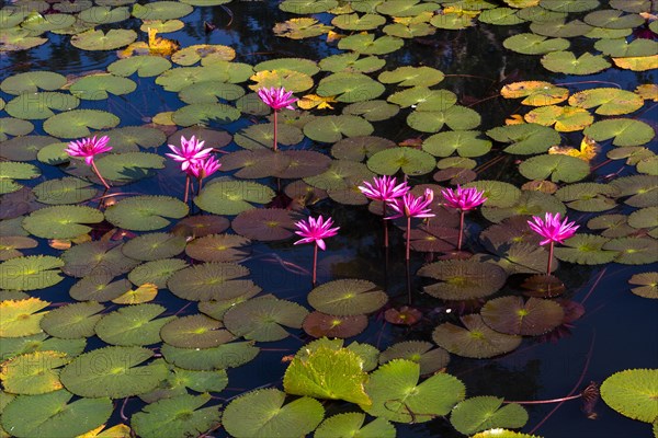 Lotus flowers (Nelumbo sp.)