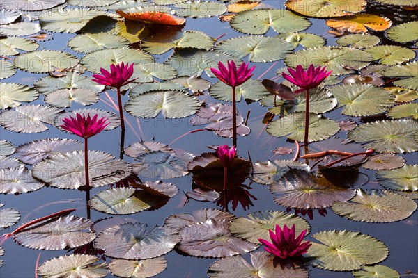 Lotus flowers (Nelumbo sp.)