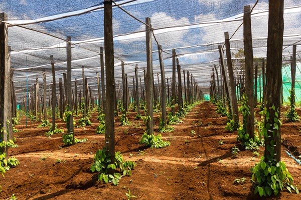 Pepper plantation in Senmonorom