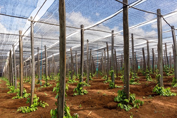 Pepper plantation in Senmonorom