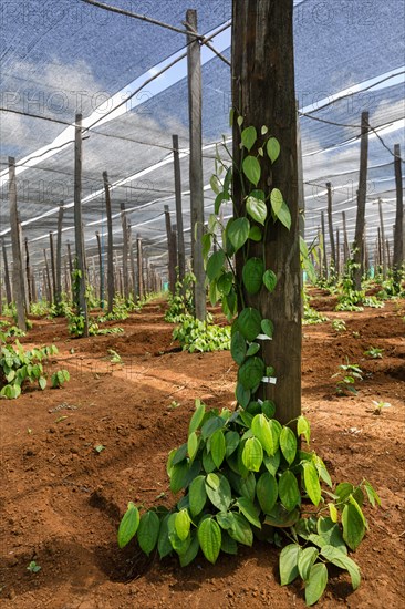 Pepper plantation in Senmonorom