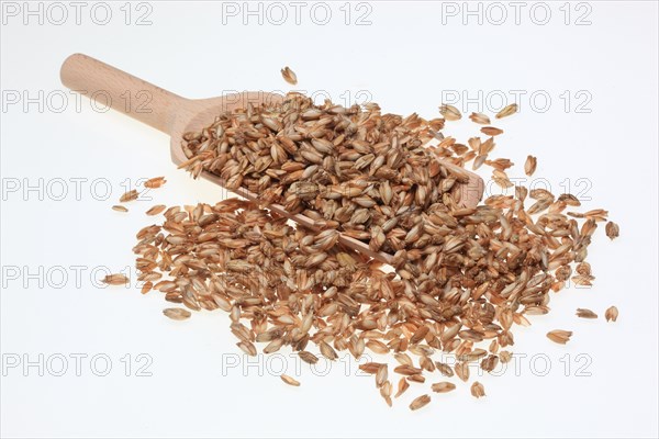 Spelt (Triticum spelta)