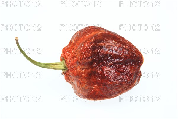 Dried Bhut-Jolokia- or Naga Jolokia chilli pepper