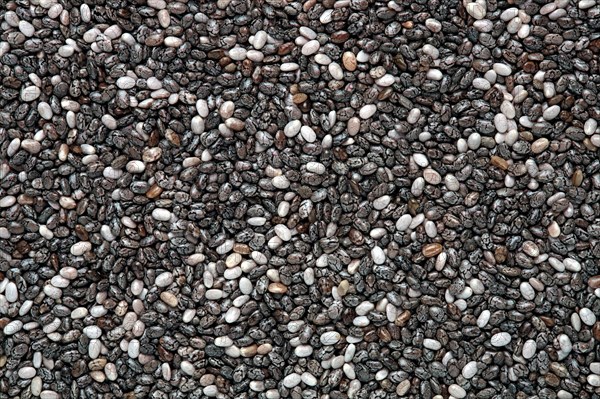 Chia seeds (Salvia hispanica)