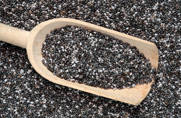 Chia seeds (Salvia hispanica)