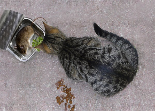 Cat sitting in front of dead mouse