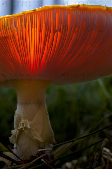 Fly agaric (Amanita muscaria) lamellae