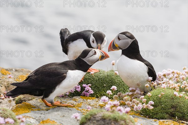 Atlantic puffins (Fratercula arctica) beak tapping