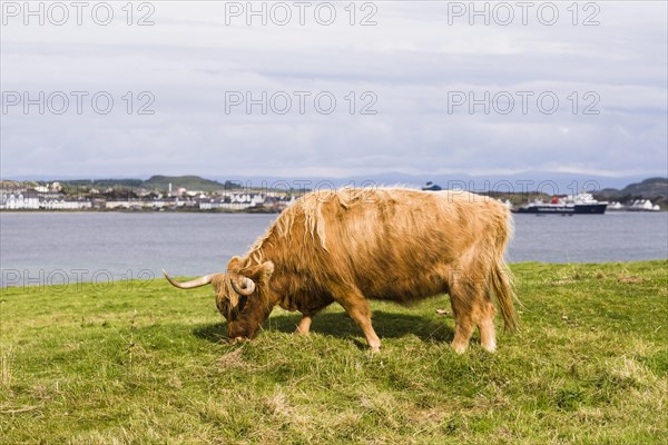 Highland Cattle