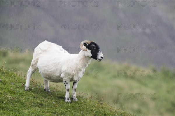 Sheep in the rain