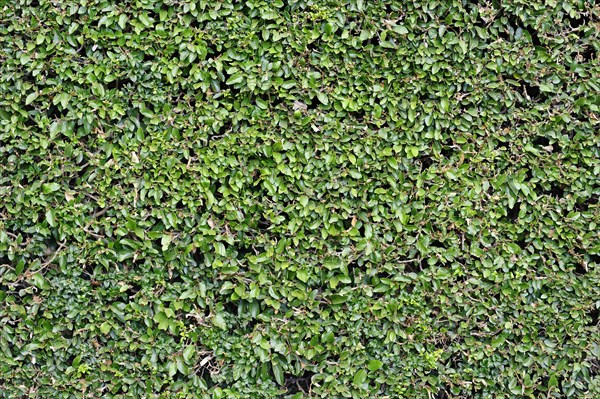 Boxwood (Buxus sempervirens) hedge
