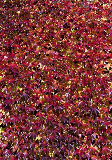 Japanese creeper (Parthenocissus tricuspidata)