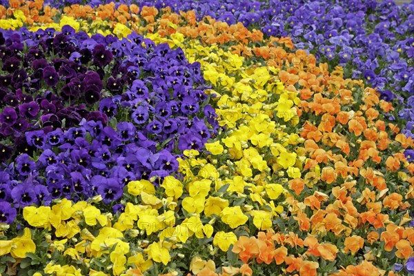 Flowerbed with Pansies (Viola sp.)