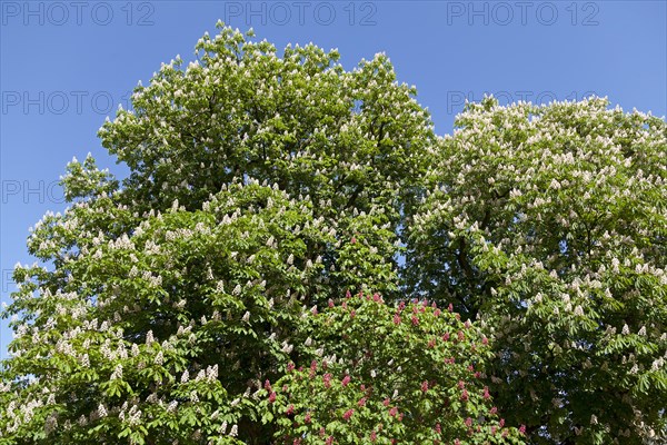 Blossoming Red Horse-chestnut (Aesculus x carnea