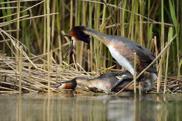 Great Crested Grebes (Podiceps cristatus)