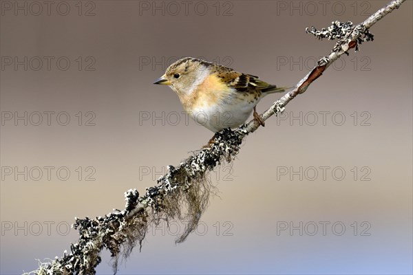 Brambling (Fringilla montifringilla)