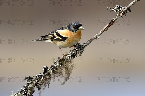 Brambling (Fringilla montifringilla)