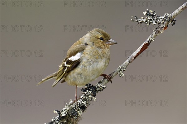 Common chaffinch (Fringilla coelebs)