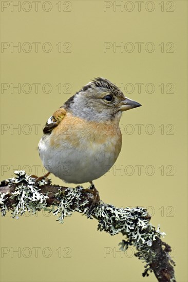 Brambling (Fringilla montifringilla)