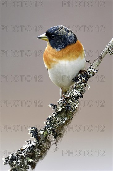 Brambling (Fringilla montifringilla)