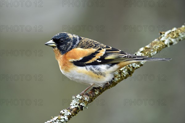 Brambling (Fringilla montifringilla)