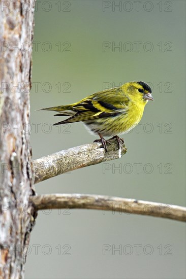 Eurasian Siskin (Carduelis spinus) sitting on branch