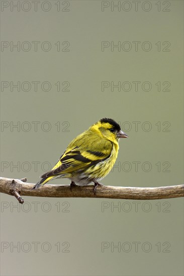 Eurasian Siskin (Carduelis spinus) sitting on branch