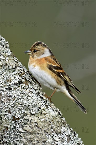 Brambling (Fringilla montifringilla)