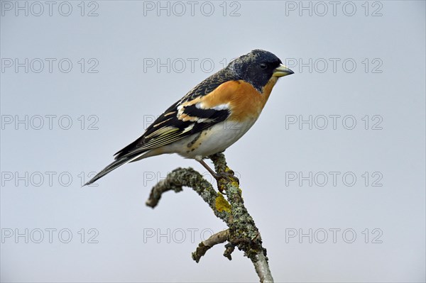 Brambling (Fringilla montifringilla)