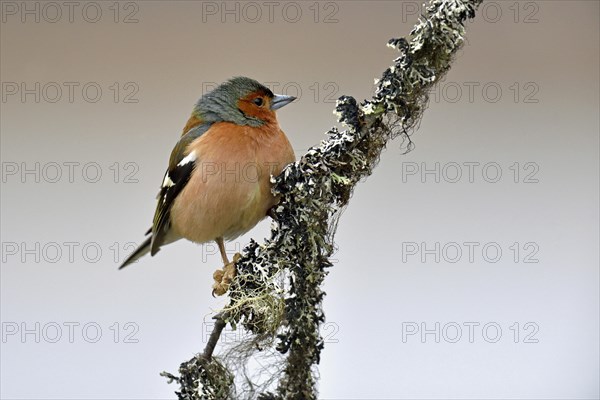 Common chaffinch (Fringilla coelebs)