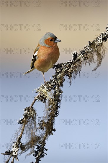 Common chaffinch (Fringilla coelebs)