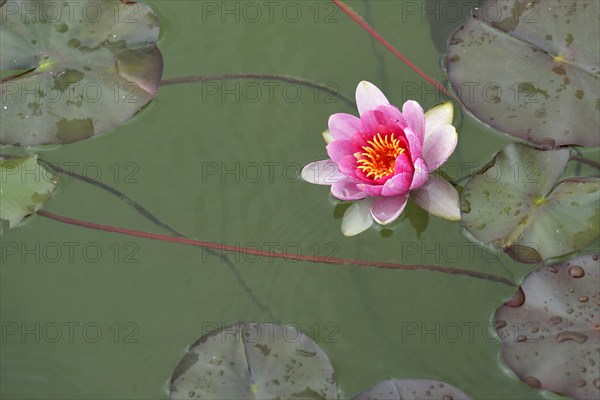 Pink water lily (Nymphaea sp.)