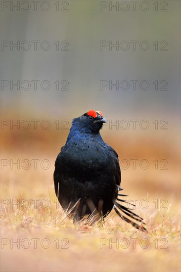 Black Grouse (Lyrurus tetrix)